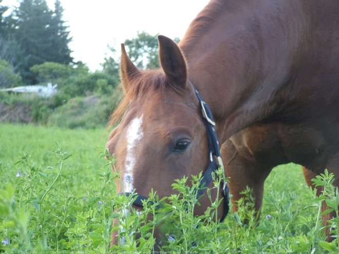 Photo de Quarter horse