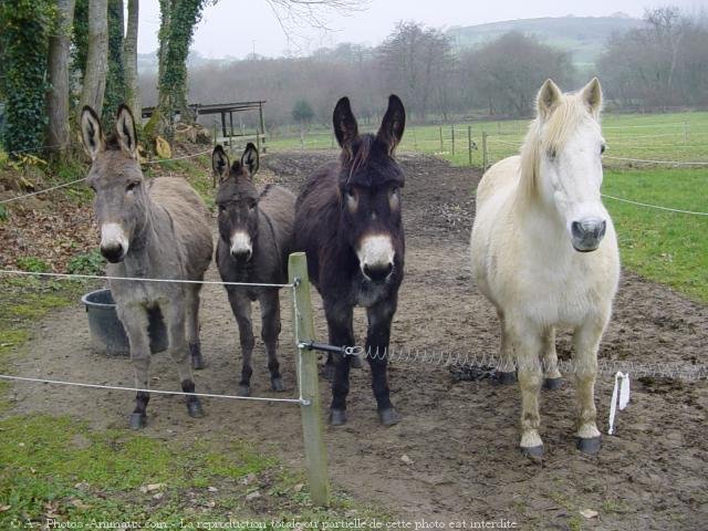 Photo de Races diffrentes