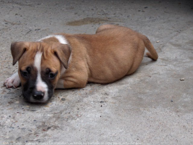 Photo d'American staffordshire terrier