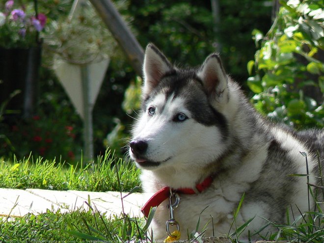 Photo de Husky siberien