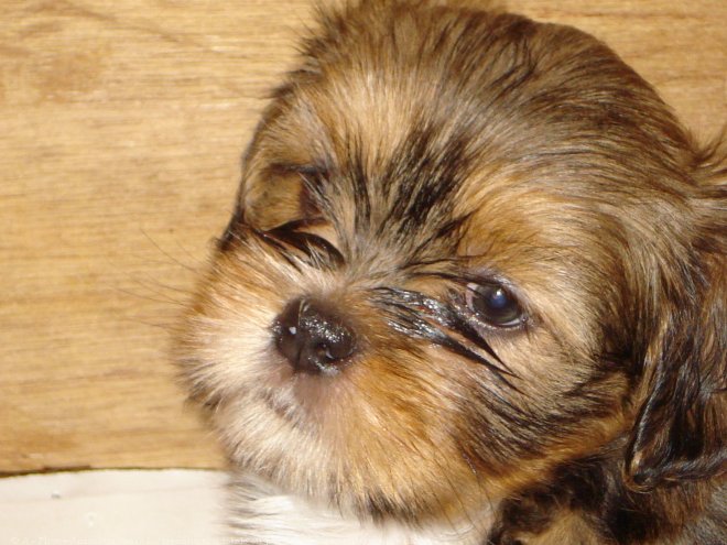 Photo de Lhassa apso