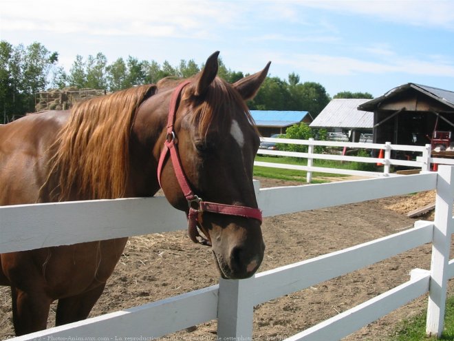 Photo de Quarter horse