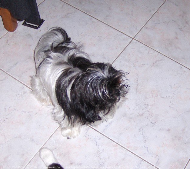 Photo de Shih tzu