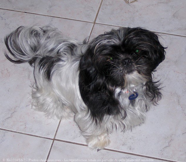 Photo de Shih tzu