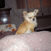 Photo de Chihuahua  poil long