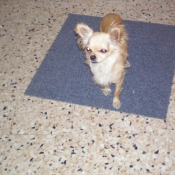 Photo de Chihuahua  poil long