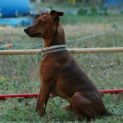 Photo de Pinscher nain