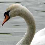 Photo de Cygne