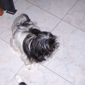 Photo de Shih tzu