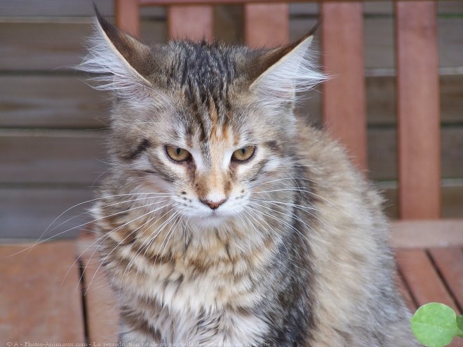 Photo de Maine coon