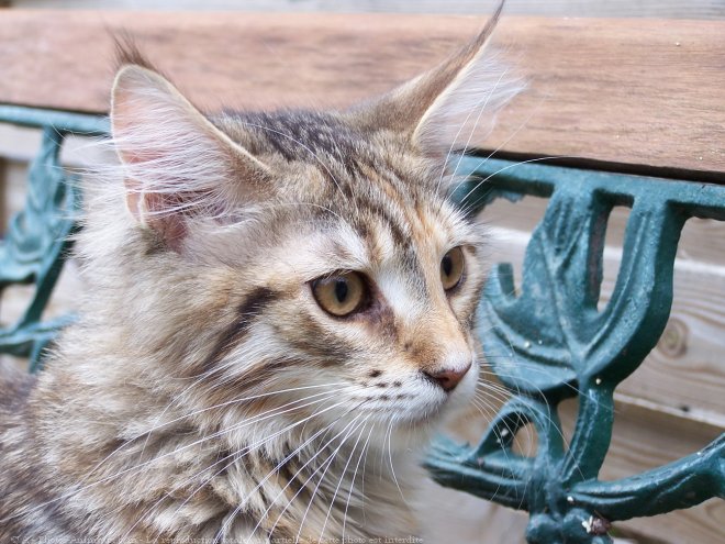 Photo de Maine coon