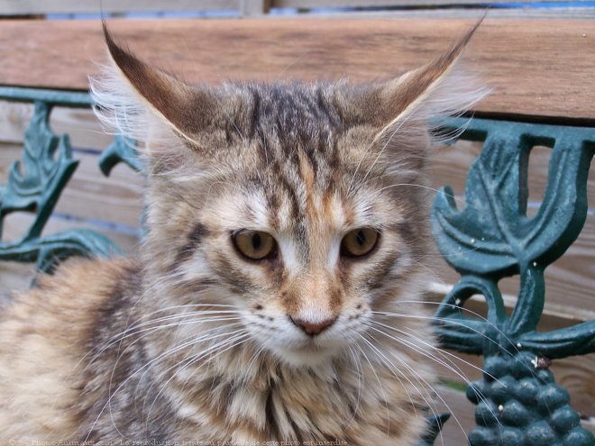 Photo de Maine coon