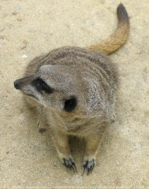 Photo de Suricate