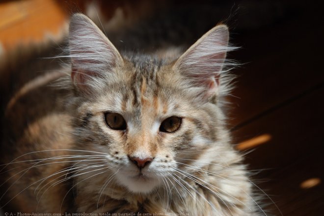 Photo de Maine coon