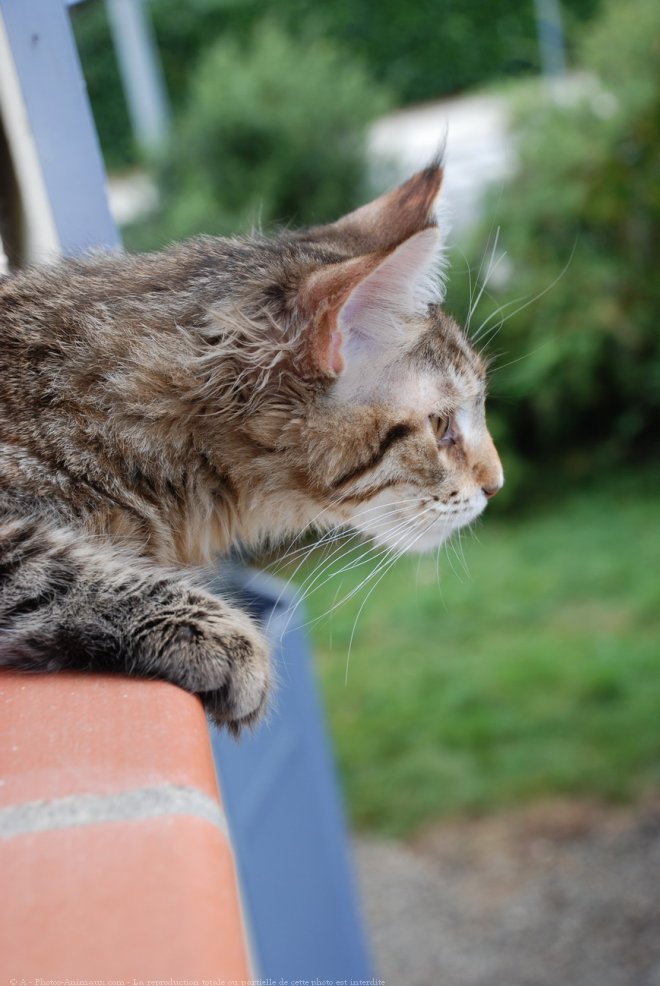 Photo de Maine coon