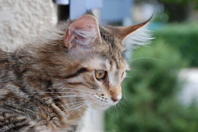 Photo de Maine coon