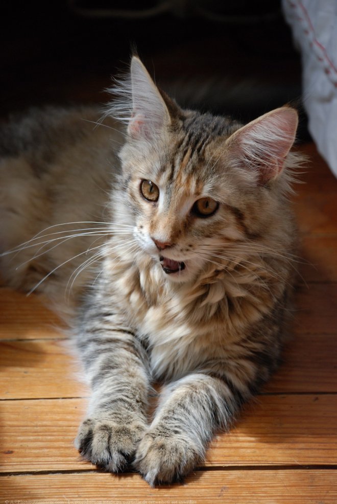 Photo de Maine coon