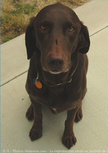 Photo de Labrador retriever