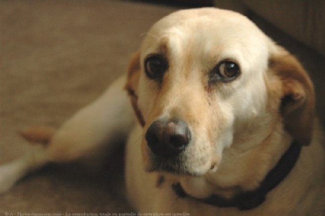 Photo de Labrador retriever