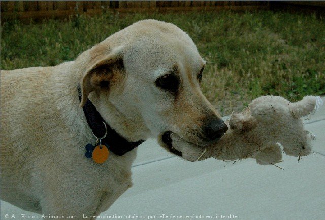 Photo de Labrador retriever