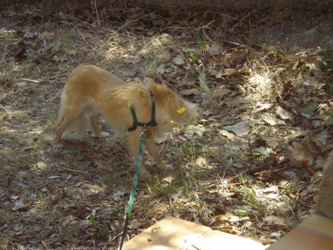 Photo de Chihuahua  poil long