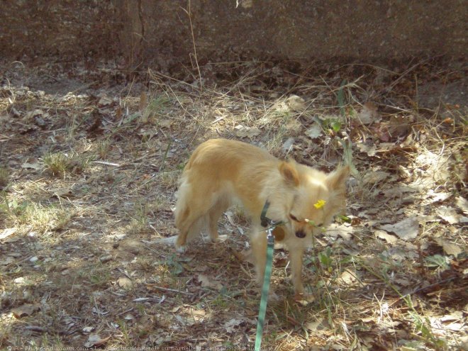 Photo de Chihuahua  poil long