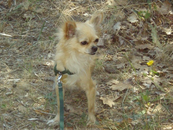 Photo de Chihuahua  poil long