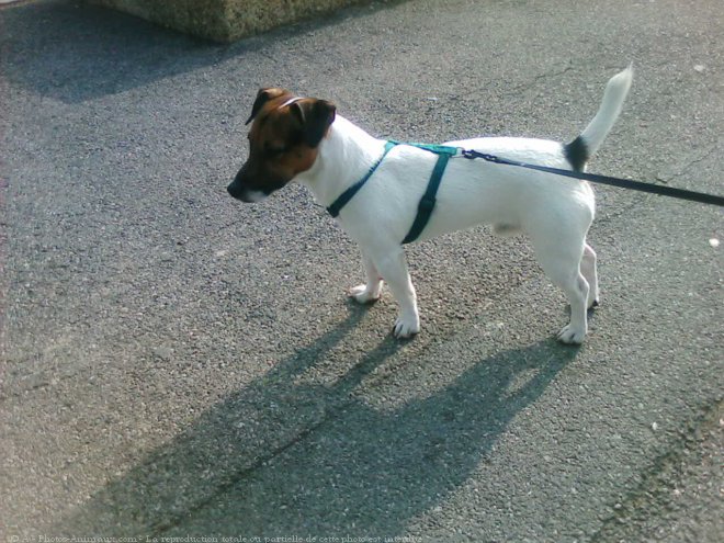 Photo de Jack russell terrier