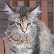 Photo de Maine coon