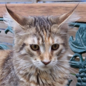 Photo de Maine coon