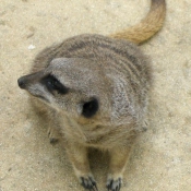 Photo de Suricate