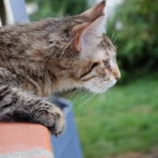 Photo de Maine coon