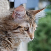 Photo de Maine coon