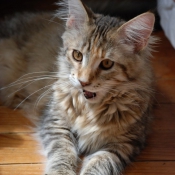 Photo de Maine coon