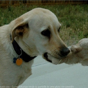 Photo de Labrador retriever