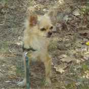 Photo de Chihuahua  poil long