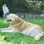 Photo de Golden retriever