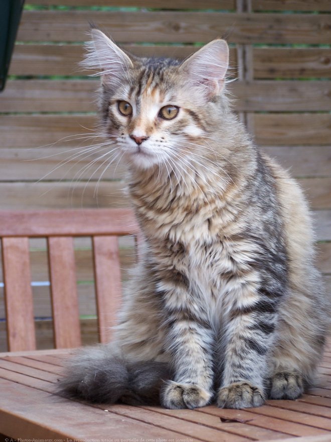 Photo de Maine coon