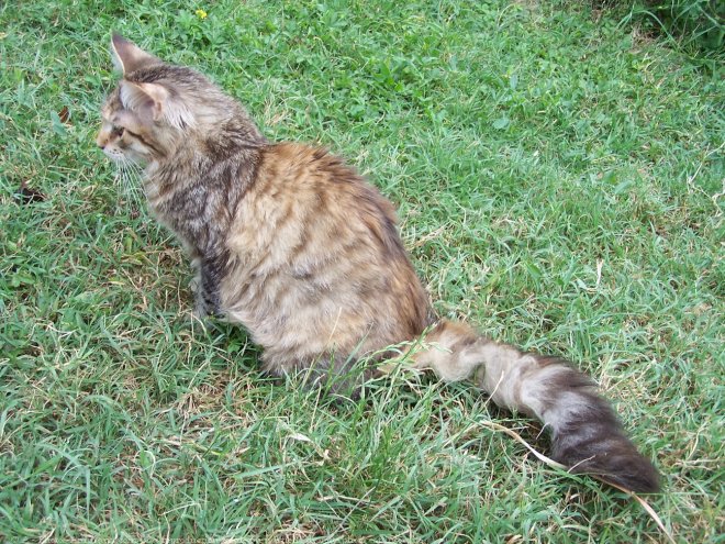 Photo de Maine coon