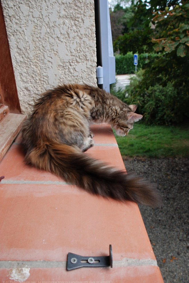 Photo de Maine coon