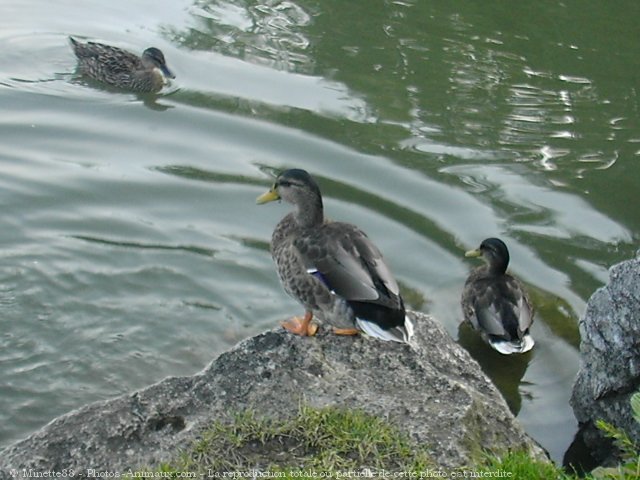 Photo de Canard