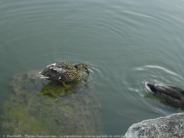 Photo de Canard