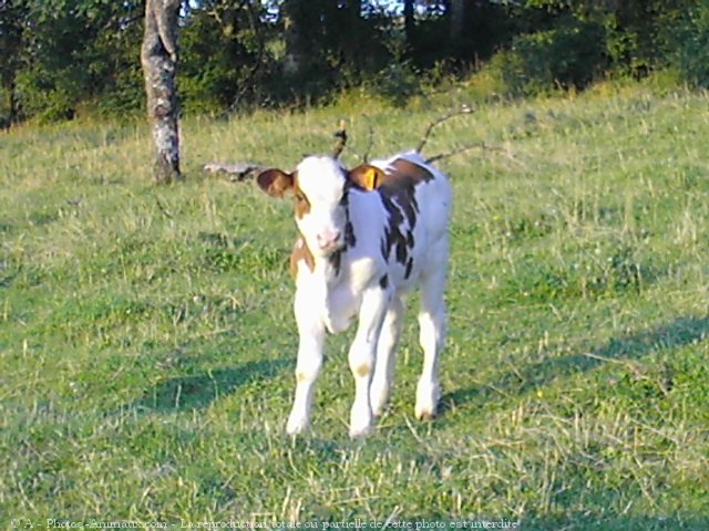 Photo de Vache