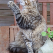 Photo de Maine coon