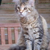 Photo de Maine coon