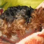 Photo de Yorkshire terrier