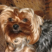 Photo de Yorkshire terrier