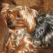 Photo de Yorkshire terrier