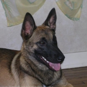 Photo de Berger belge malinois