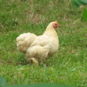 Photo de Poule